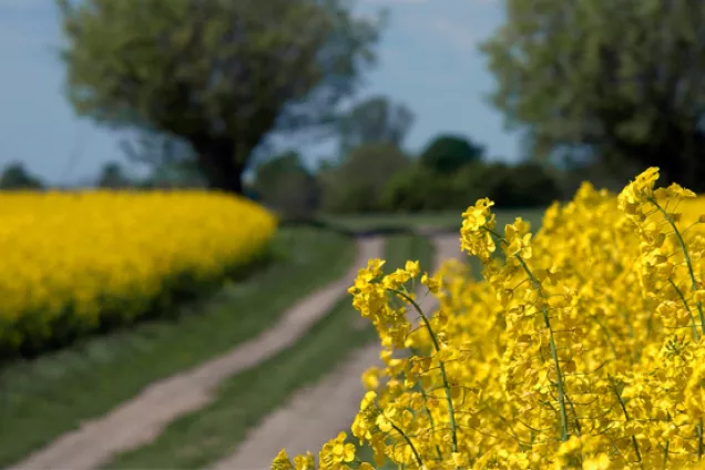 yellow flowers