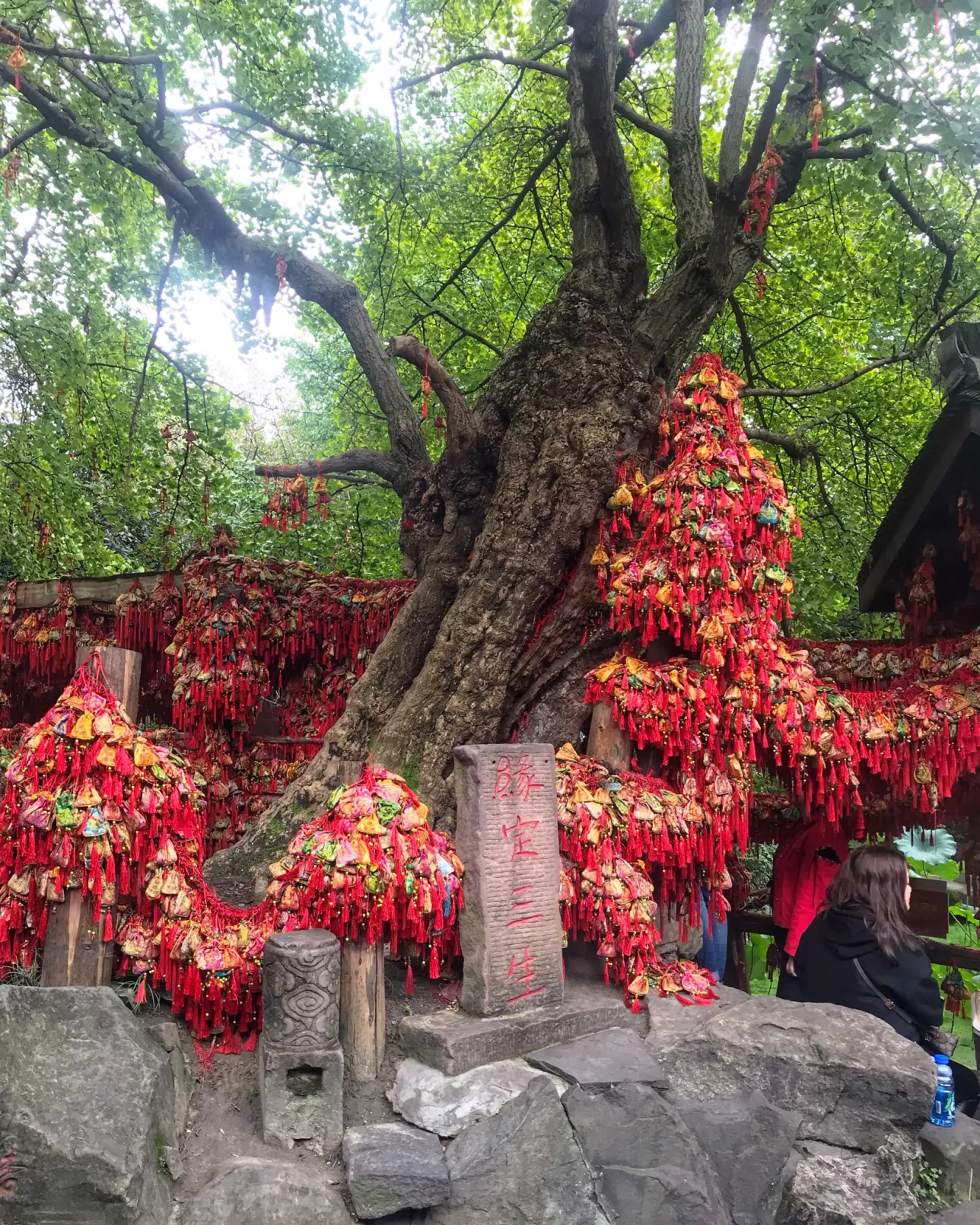 Old tree filled with red religious artifacts in park in China. Photo.
